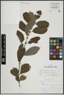 Foto von Salix atrocinerea Brot.